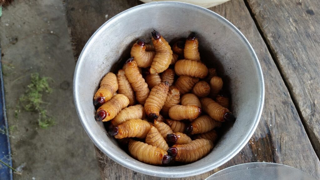 grubs, maggot, maggots, disgusting, food, worm, papua, indonesia, crawly, traditional food, native people, natives, maggot, maggot, maggot, maggot, maggots, maggots, maggots, maggots, maggots