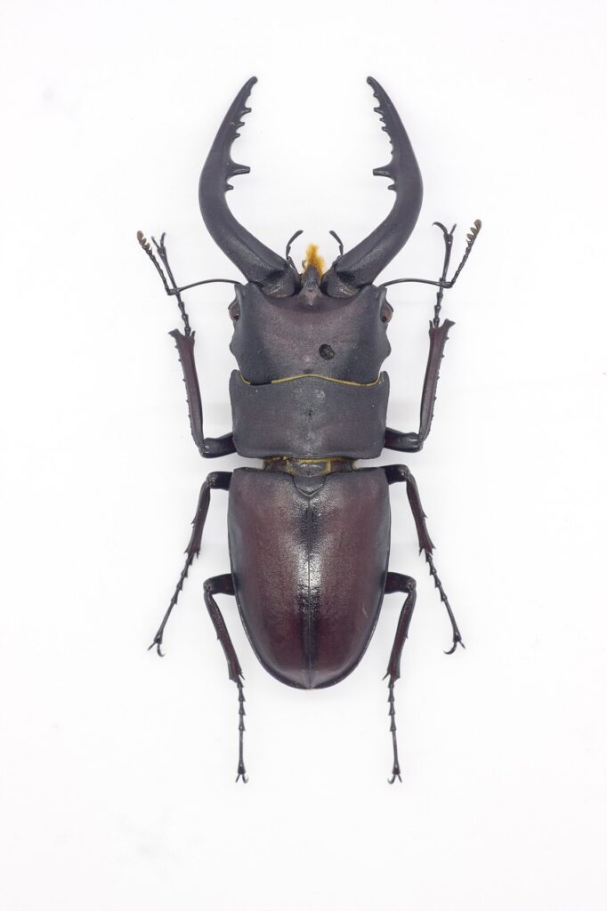 steg beetle, beetle, bugs, bug, insect, japan saw shovel, beetle, beetle, beetle, beetle, beetle, bugs, bugs, bugs, bugs, bugs, bug, insect