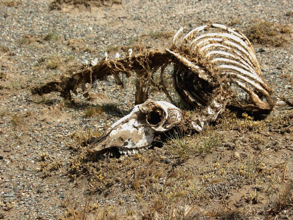 carcass, skeleton, animal, desert, nature, nimal, died