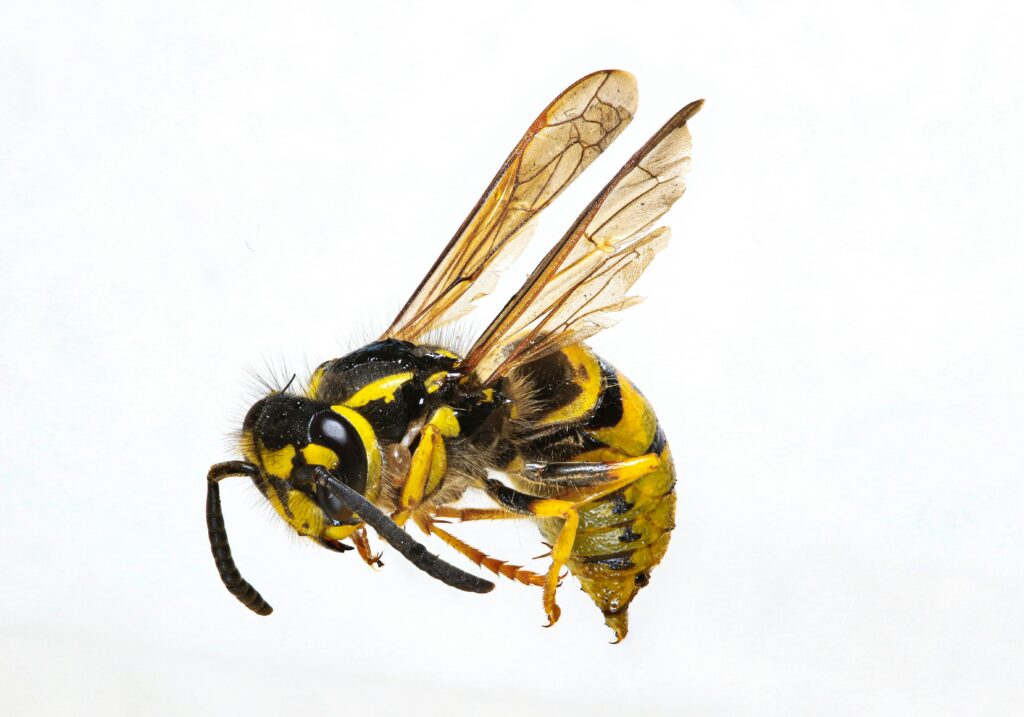 Close-up macro shot of a common wasp (Vespula) isolated on a white background, showcasing its vibrant yellow and black body.