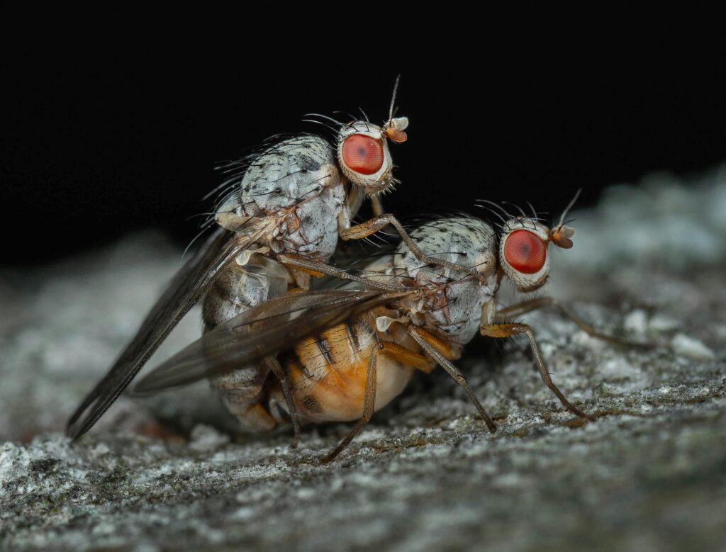 Close-up of mating Pegomya flies on tree bark, highlighting insect behavior in macro wildlife photography.