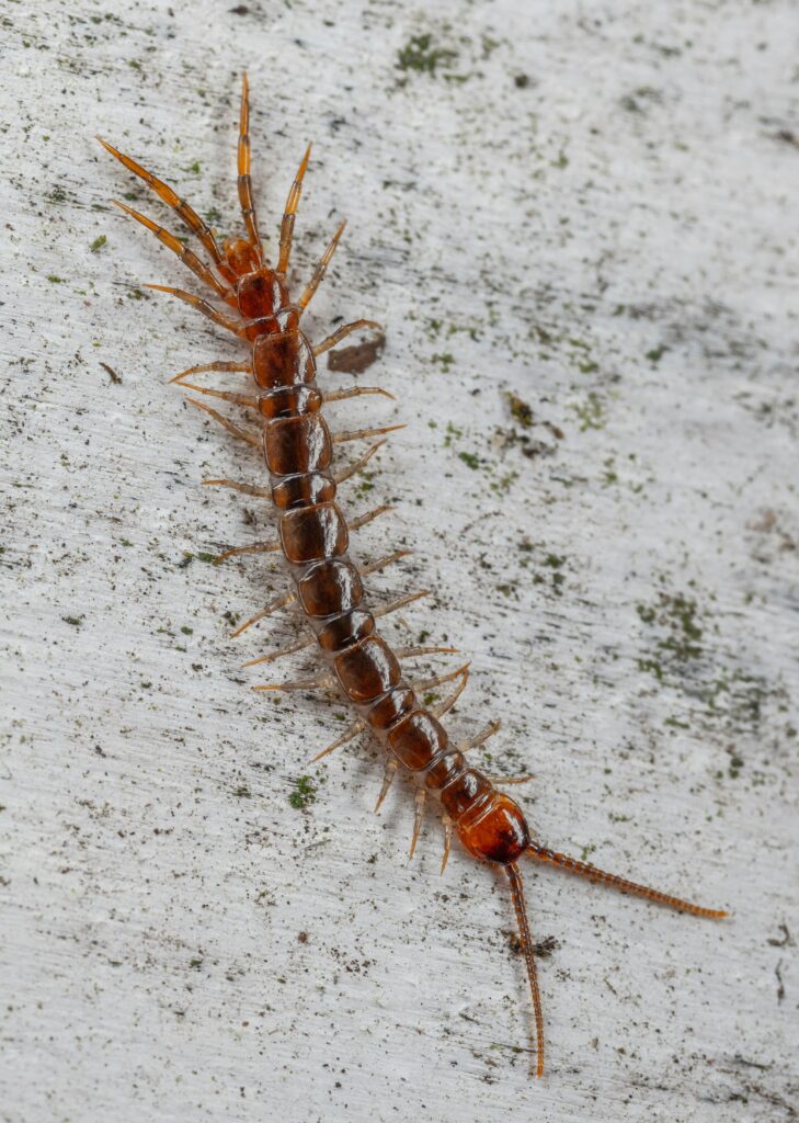 Close-up macro shot of a brown centipede on a rustic wooden surface.